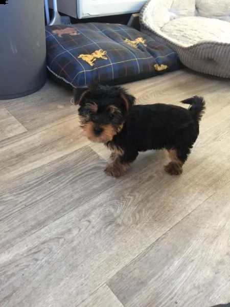 yorkshire terrier | Foto 1