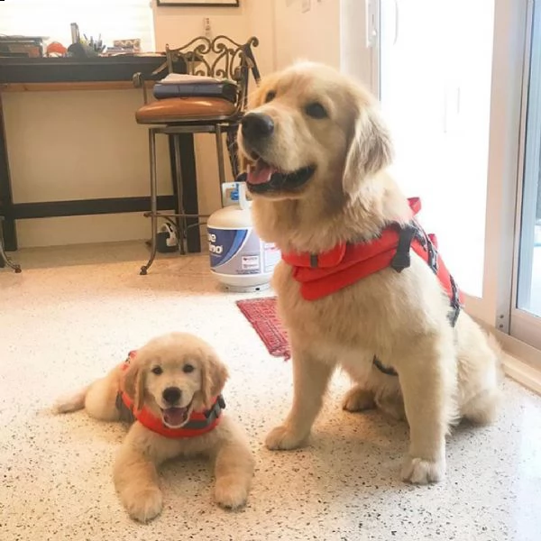 quattro cuccioli di golden retriever pronti 