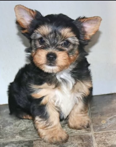 cuccioli di yorkshire terrier