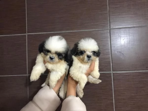 regalo cuccioli shih tzu whatsapp ( 0039 353 317 4023 )