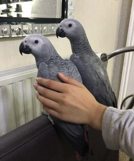 regalo yaco papillero pappagalli con ottimo pedigree, whatsapp +34 615522755 | Foto 0