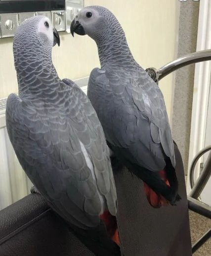 regalo yaco papillero pappagalli con ottimo pedigree, whatsapp +34 615522755