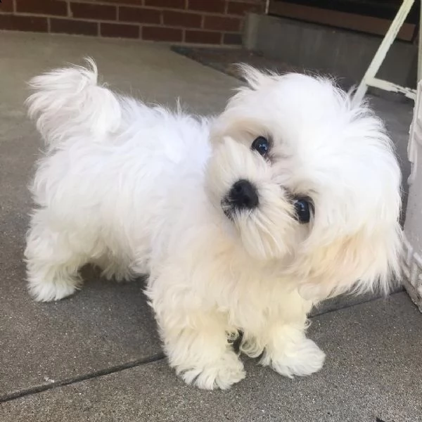 simpatici mini cuccioli maltesi