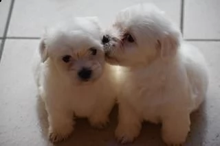 adorabili cuccioli maltesi disponibili per reinserimento.
