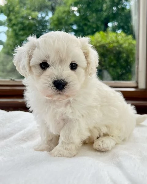 cuccioli di razza maltese toy | Foto 0