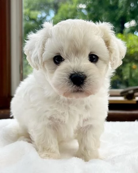 cuccioli di razza maltese toy