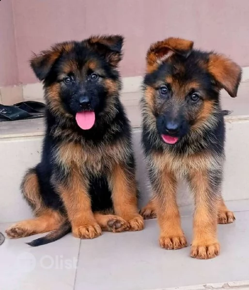 i miei cuccioli di pastore tedesco molto giocherelloni.