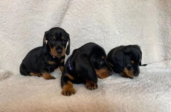 regalo bassotto whatsapp ( 0039 353 317 4023 ) | Foto 1