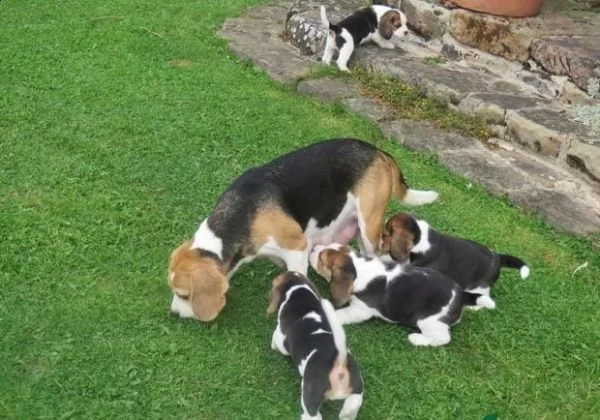 regalo cuccioli beagle whatsapp (0039 353 317 4023 ) | Foto 1