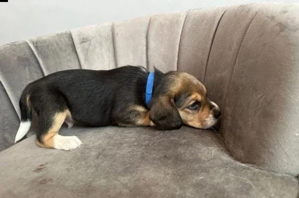 regalo cuccioli beagle whatsapp (0039 353 317 4023 ) | Foto 0