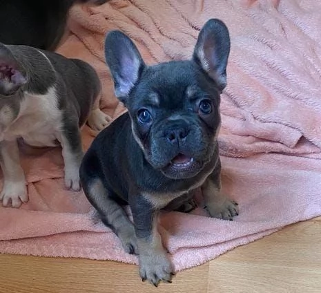 regalo bulldog francese whatsapp (0039 353 317 4023 ) | Foto 0