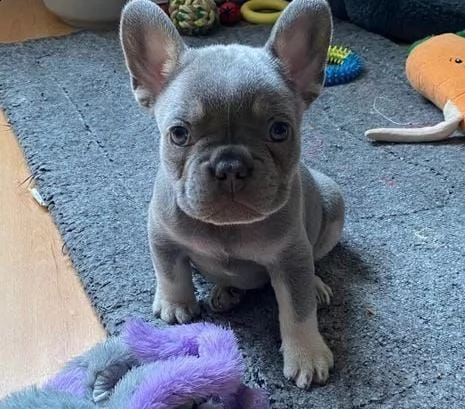 regalo bulldog francese whatsapp (0039 353 317 4023 )