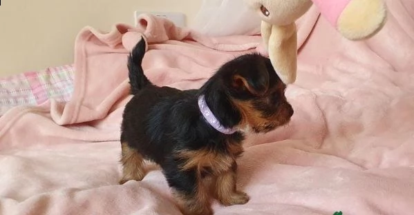 regalo cuccioli di yorkie whatsapp ( 0039 353 317 4023 ) | Foto 1