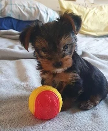 regalo cuccioli di yorkie whatsapp ( 0039 353 317 4023 ) | Foto 0