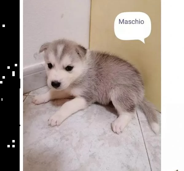 regalo cuccioli husky whatsapp (0039 353 317 4023 ) | Foto 2