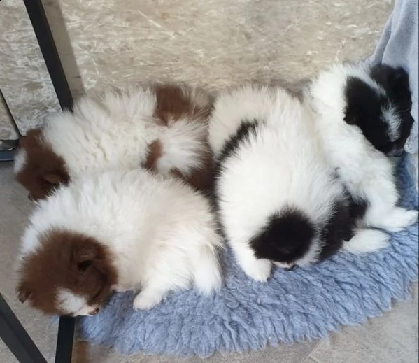 cuccioli di pomerania maschi e femmine allevati in casa da adottare ????