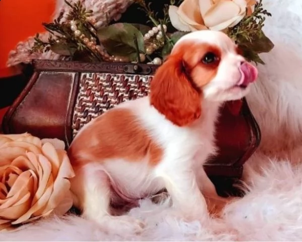  abbiamo disponibili cuccioli di cavalier king maschi e femmine. 