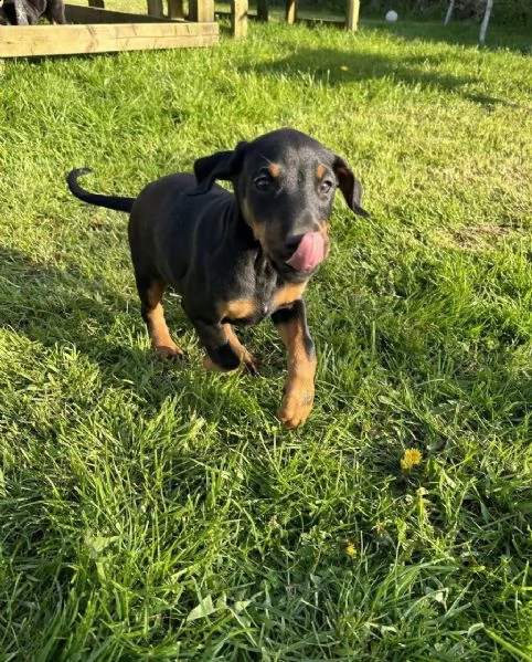 cuccioli di dobermann pinscher | Foto 1