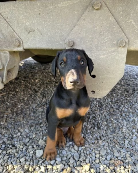 cuccioli di dobermann pinscher | Foto 0