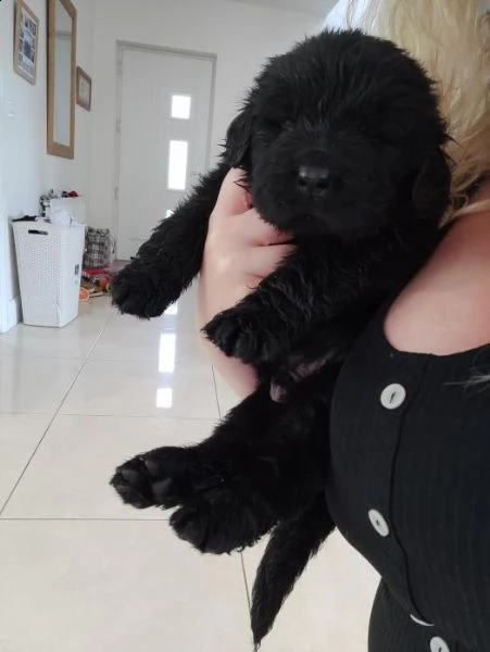 cuccioli di terranova | Foto 2