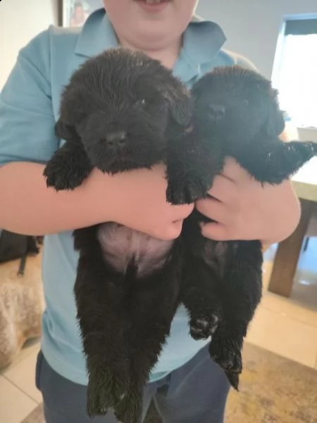 cuccioli di terranova | Foto 0