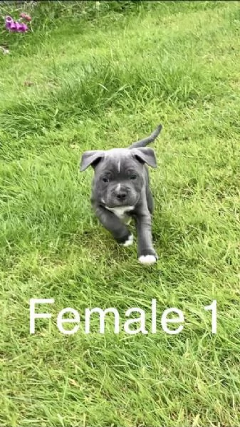 staffordshire bull terrier | Foto 2