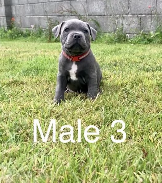 staffordshire bull terrier | Foto 1