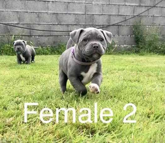 staffordshire bull terrier | Foto 0