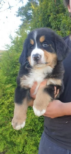 cuccioli di montagna bernese
