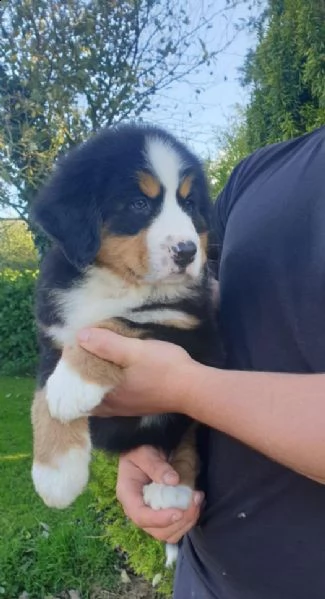 cuccioli di montagna bernese | Foto 0