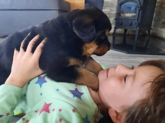 cuccioli di rottweiler | Foto 2