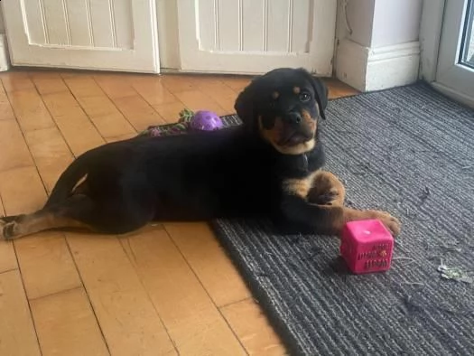 cuccioli di rottweiler | Foto 0