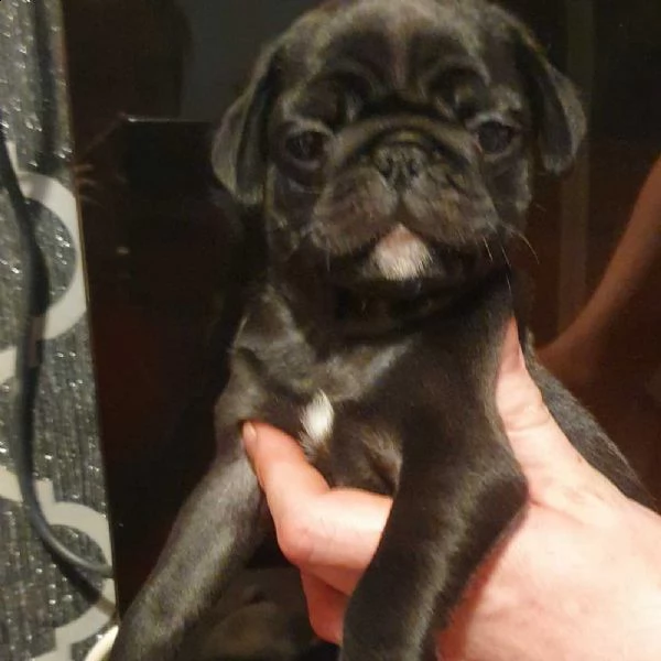 cuccioli di carlino | Foto 1