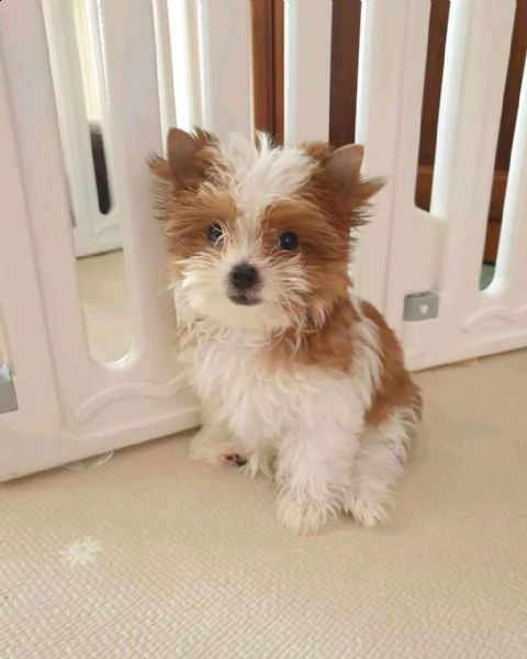 cavapoo puppy come regalo