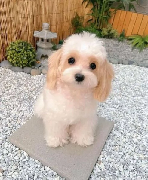 controlla questo cucciolo carino come regalo | Foto 1