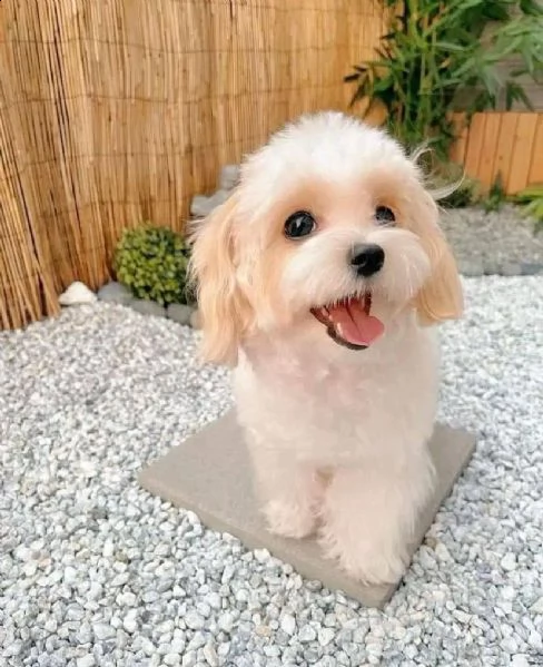 controlla questo cucciolo carino come regalo | Foto 0