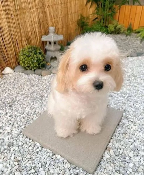 controlla questo cucciolo carino come regalo