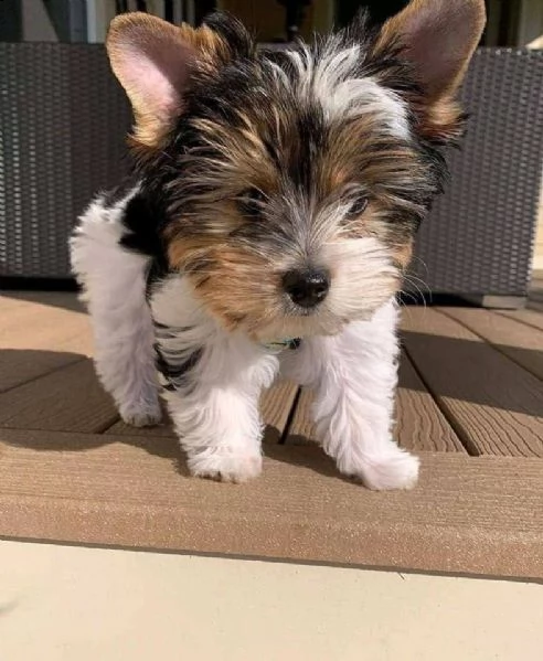 yorkie puppy come regalo???? | Foto 2