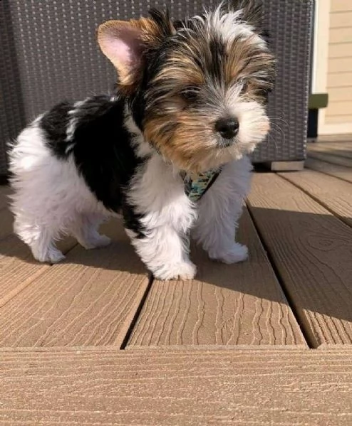 yorkie puppy come regalo???? | Foto 1