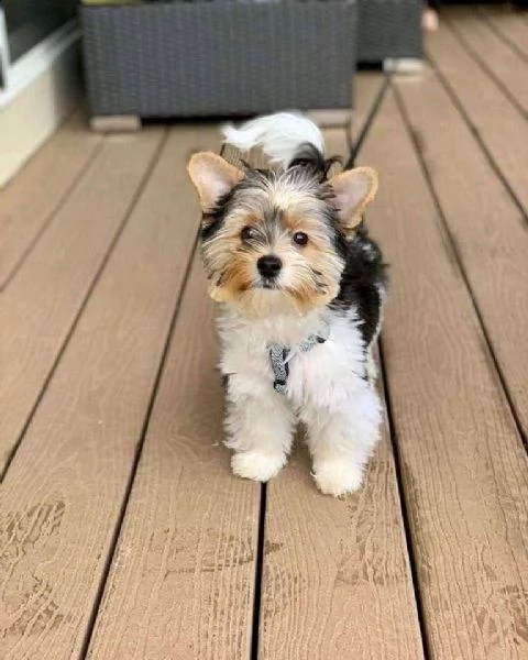 yorkie puppy come regalo???? | Foto 0