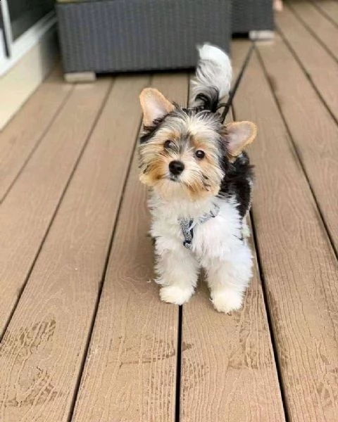 yorkie puppy come regalo????