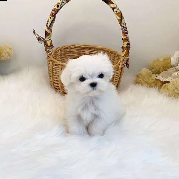 cucciolo di tè maltese come regalo | Foto 0