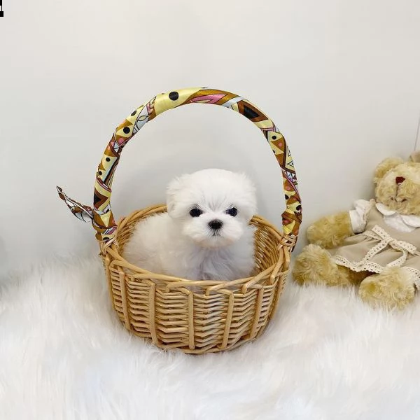 cucciolo di tè maltese come regalo