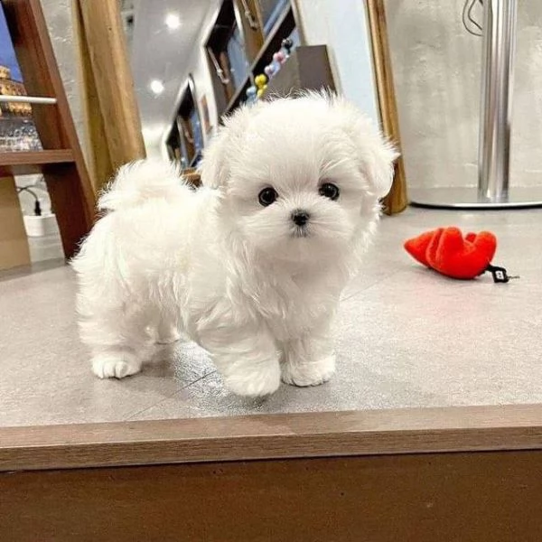cucciolo carino maltese per l'adozione