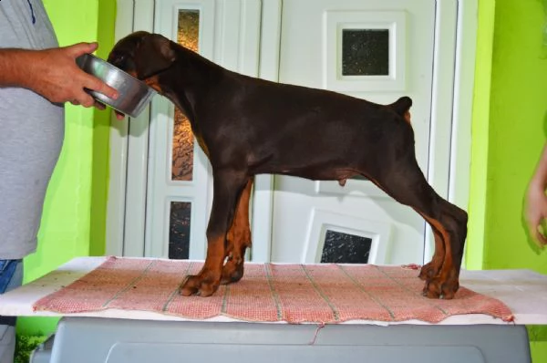 doberman cuccioli top | Foto 3