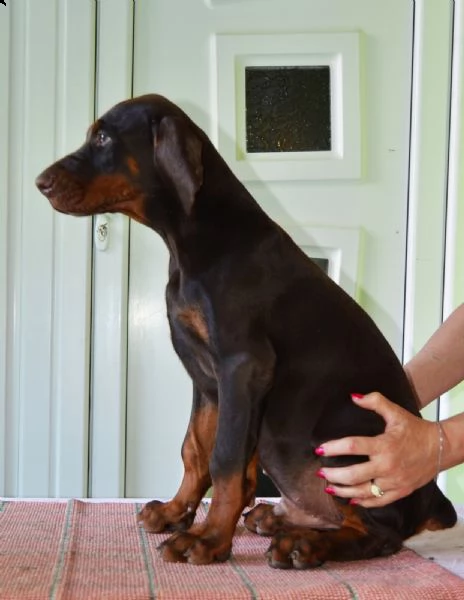 doberman cuccioli top | Foto 0