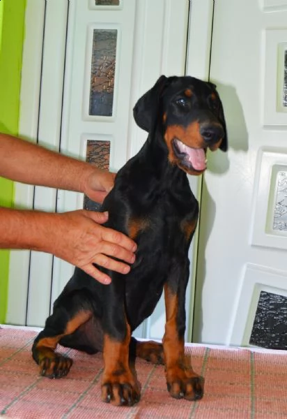 doberman cuccioli top