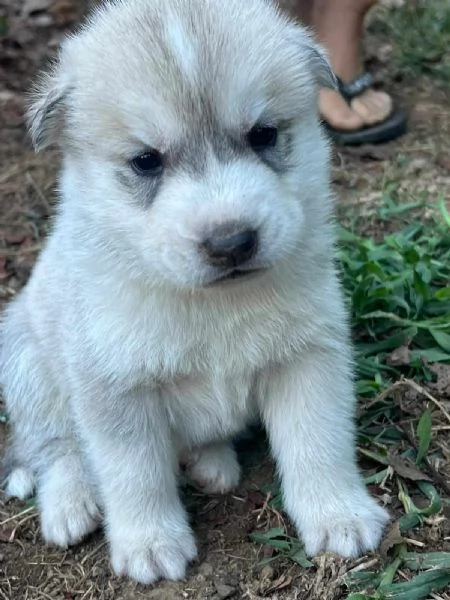 Cuccioli di Husky con pedegree | Foto 5
