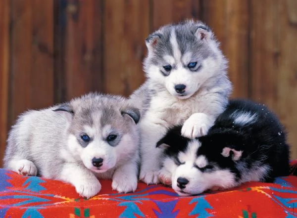 Cuccioli di Husky con pedegree