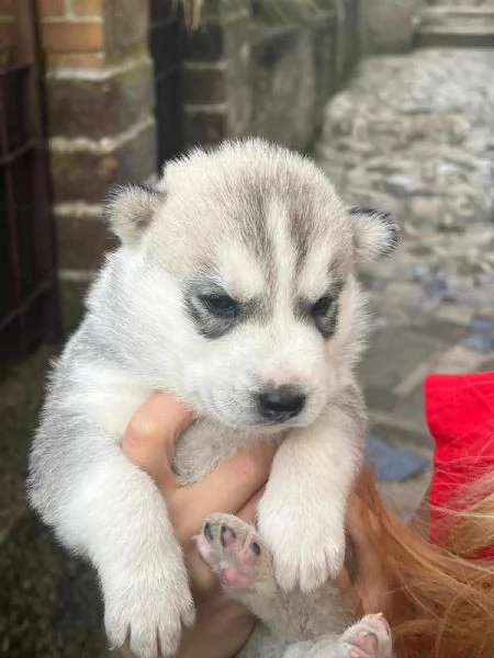 Cuccioli di Husky con pedegree | Foto 4
